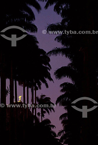  Palm trees at the Botanic Garden* with the  illuminated Cristo Redentor (Statue of Christ the Redeemer)  in the background - Rio de Janeiro city - Rio de Janeiro state - Brazil  * National Historic Site since 30-05-1938. 