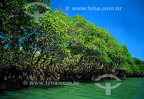  A group of mangrove trees in the Restinga da Marambaia (Marambaia Coastal Plain), a place rich in ecological diversity, and an important field site for enviromental researchers - Barra de Guaratiba - Rio de Janeiro city - Rio de Janeiro state - Braz 