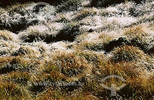  Frost at Itatiaia National Park - Rio de Janeiro state inland - Brazil 