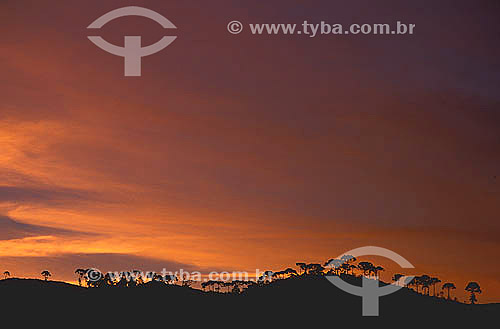  Araucarias or Monkey-puzzle trees at Visconde de Maua city at dawn - Rio de Janeiro state inland - Brazil 