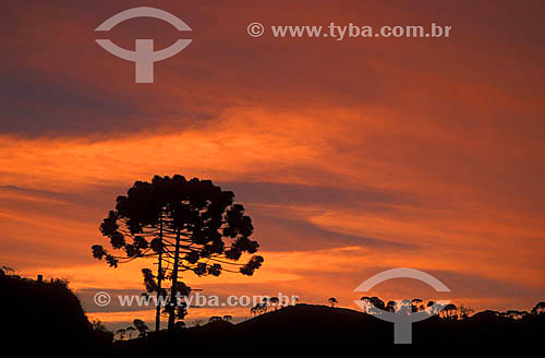  Araucaria or Monkey-puzzle tree at Visconde de Maua city at dawn - Rio de Janeiro state inland - Brazil 