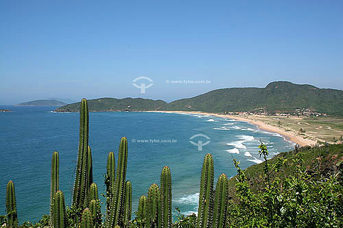  Tucuns beach with cactus in the foreground - Buzios city - Lakes Region - Rio de Janeiro state north coast - Brazil - October 2005 