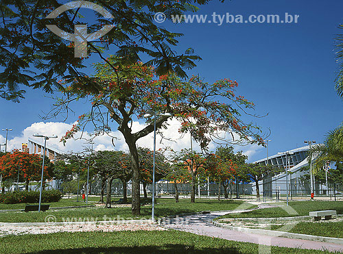  Trees with Campo de Sao Cristovao on the background - Rio de Janeiro city - Rio de Janeiro state - Brazil 