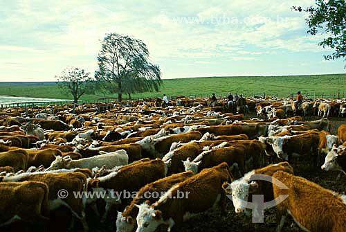  Cattle-raising in Rio Grande do Sul state - Brazil 