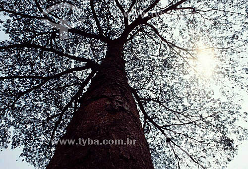  Pau do Juscelino tree - Porto Velho city - Rondonia state - Brazil 