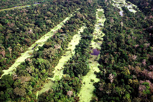  Forest and river - Rondonia state - Brazil 