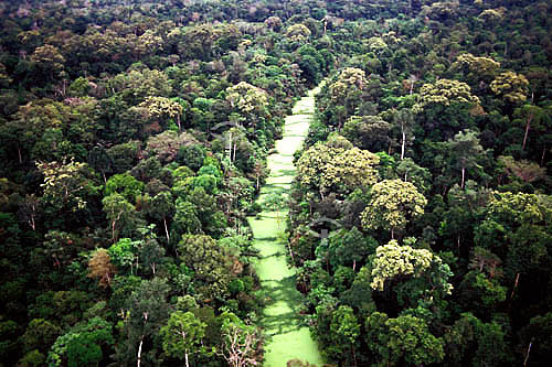  Forest and river - Rondonia state - Brazil 