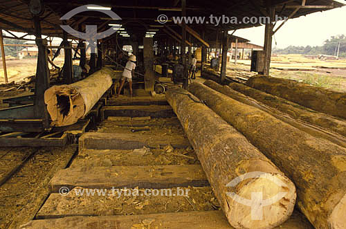  Men working at a sawmill, trunk of tree in the foregroung - Amazonian - Rondonia state - Brazil 