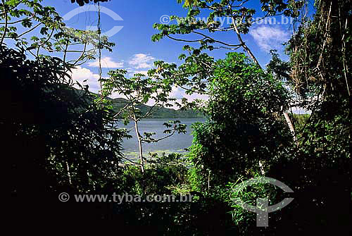  Trees in the foreground with the Peri Lagoon in the background - Florianopolis city - Santa Catarina state - Brazil - February 2004 