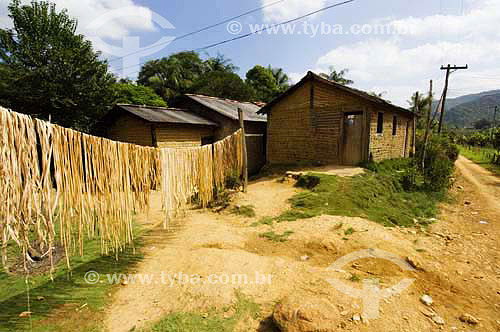  Banana tree fibers drying under sun heat - 