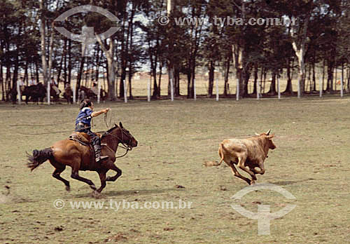  Cowboy to the horses with steer in the test of long bow at the roundup rodeo  