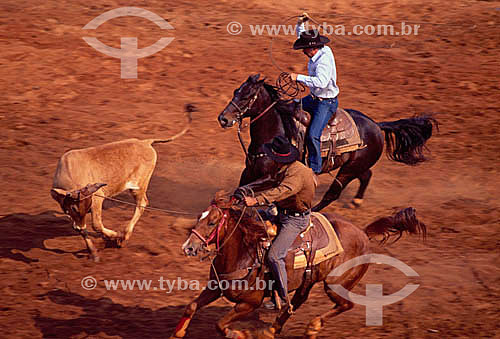  Cowboys to the horses with steer in the test of long bow at the roundup rodeo -  