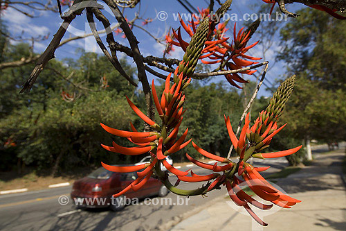  Erythrina speciosa tree in Sao Paulo city - Sao Paulo state - Brazil 