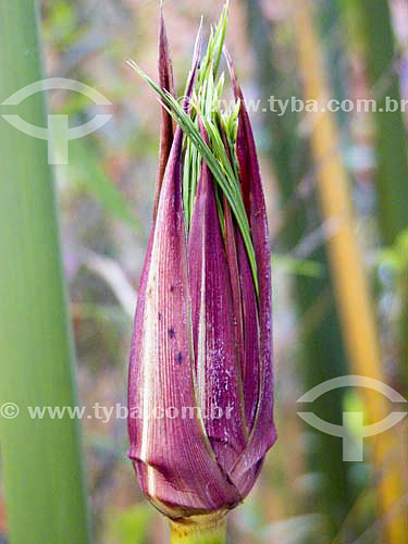  (Cyperus papirus) Mediterranean sedge flower blossom 