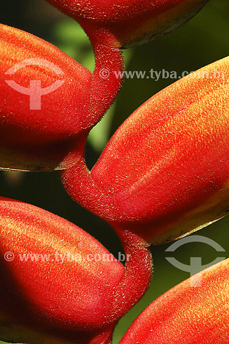  Heliconia 