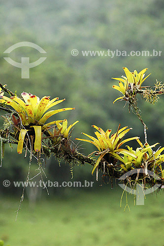  Bromeliads in tree 