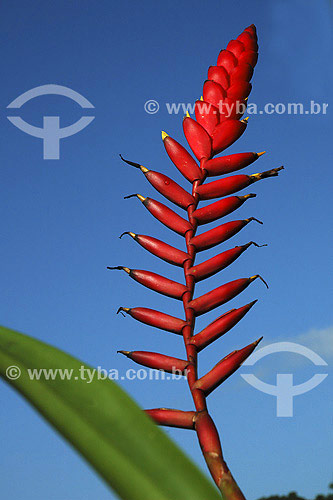  Bromeliad 