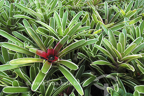  Bromeliad 