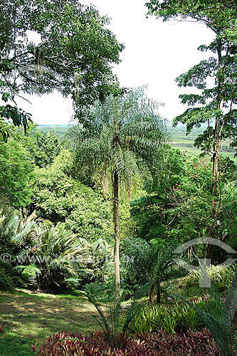  Trees at Sítio Roberto Burle Marx* - Barra de Guaratiba neighbourhood - Rio de Janeiro city - Rio de Janeiro state - Brazil   *It is a National Historic Site since 08-04-2003. 
