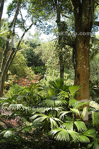  Trees at Sítio Roberto Burle Marx* - Barra de Guaratiba neighbourhood - Rio de Janeiro city - Rio de Janeiro state - Brazil   *It is a National Historic Site since 08-04-2003. 
