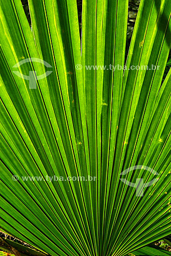  Detail of a Palm leaf - Sítio Roberto Burle Marx* - Barra de Guaratiba neighbourhood - Rio de Janeiro city - Rio de Janeiro state - Brazil  *It is a National Historic Site since 08-04-2003. 