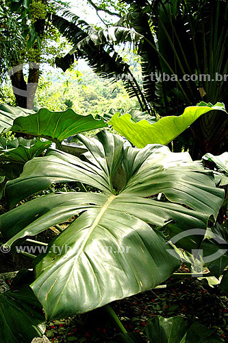  Philodendron Leaf - Sítio Roberto Burle Marx* - Barra de Guaratiba neighbourhood - Rio de Janeiro city - Rio de Janeiro state - Brazil   *It is a National Historic Site since 08-04-2003. 
