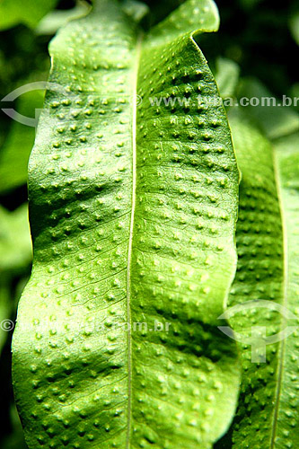  (Polypodium decumanum) Calaguala - Sítio Roberto Burle Marx* - Barra de Guaratiba neighbourhood - Rio de Janeiro city - Rio de Janeiro state - Brazil   *It is a National Historic Site since 08-04-2003. 