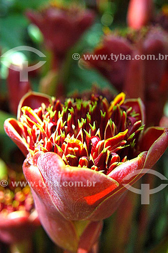  Flower detail at Sítio Roberto Burle Marx* - Barra de Guaratiba neighbourhood - Rio de Janeiro city - Rio de Janeiro state - Brazil   *It is a National Historic Site since 08-04-2003. 