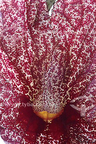  (Aristolochia gigantea) - Sítio Roberto Burle Marx* - Barra de Guaratiba neighbourhood - Rio de Janeiro city - Rio de Janeiro state - Brazil *It is a National Historic Site since 08-04-2003. 