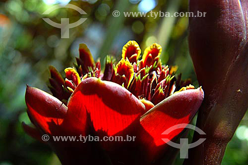  (Etlingera hemisphaerica) - flower - Sítio Roberto Burle Marx*  - Barra de Guaratiba neighbourhood - Rio de Janeiro city - Rio de Janeiro state - Brazil *It is a National Historic Site since 08-04-2003. 