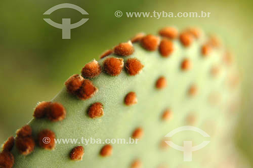  Cactus detail 