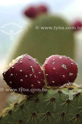  Cactus detail 