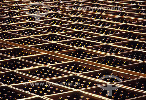  Brewing industry (Brewery) - Boxes or crates of bottles, beer storage, warehouse - Rio Grande do Sul state - Brazil 