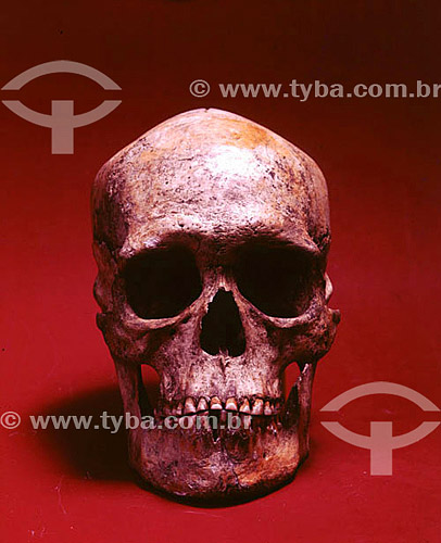  Skull 