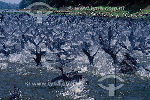  (Phalacrocorax brasilianus) Neotropical Cormorants - Amazon Region - Brazil 