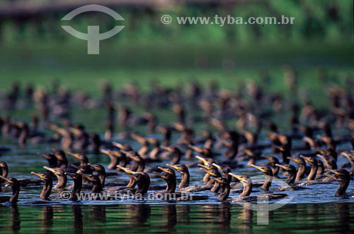  (Phalacrocorax brasilianus) Neotropical Cormorants - Amazon Region - Brazil 