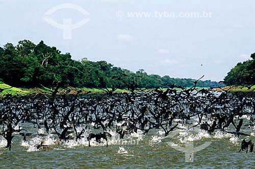  (Phalacrocorax brasilianus) Neotropical Cormorants - Amazon Region - Brazil 