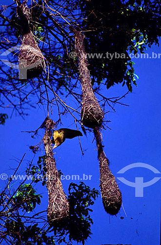  (Psaracolius viridis) - Green Oropendola -  Amazon Region - Brazil 