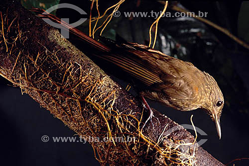  (Deconycura stectolaema) - Spot-Throated - Amazon Region - Brazil 