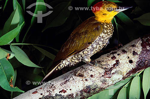  (Piculus flavigula) - Yellow-Throated Woodpecker - Amazon Region - Brazil 