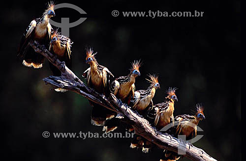  (Opisthocomus hoazin) Hoatzing Basking - Amazon Region - Brazil 