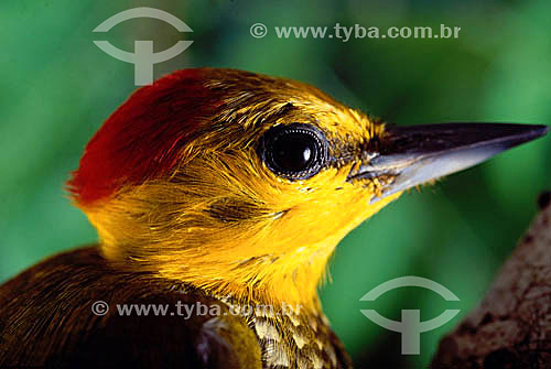  (Piculus flavigula) - Yellow Throated -  Amazon Region - Brazil 