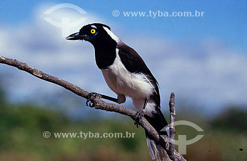  (Cyanocorax cyanopogon) - White-Naped Jay - Brazil 