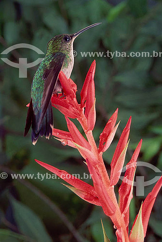  (Phaetornis boucieri) - Straight-Billed Hermit - Amazon Region - Brazil 