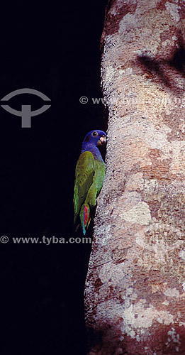  (Pionus mestruus) - Blue-headed Parrot - Amazon Region - Brazil 