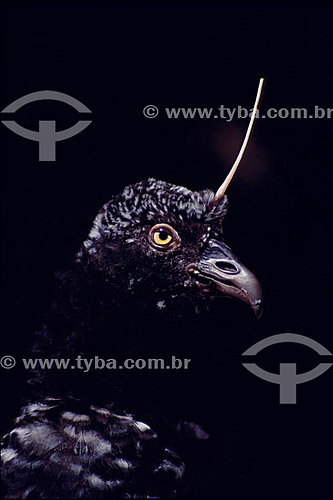  (Anhima cornuta) - Horned Screamer - Amazon Region - Brazil 