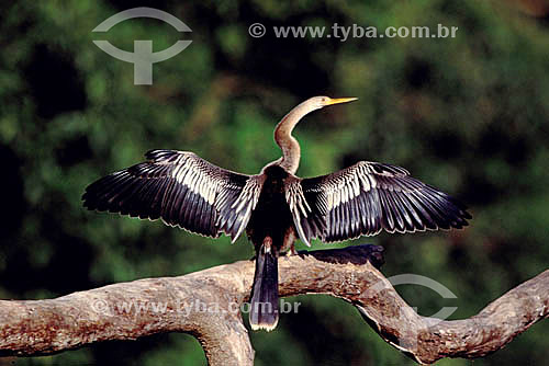  (Anhinga anhinga) Snake Bird - Amazon Region - Brazil 