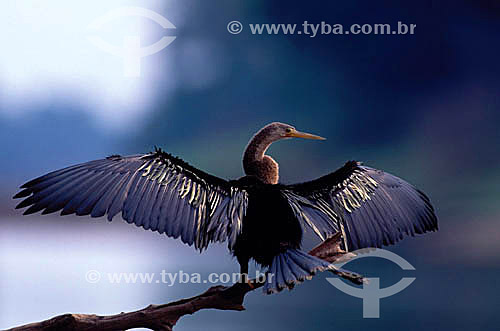  (Anhinga anhinga) Snake Bird - Amazon Region - Brazil 
