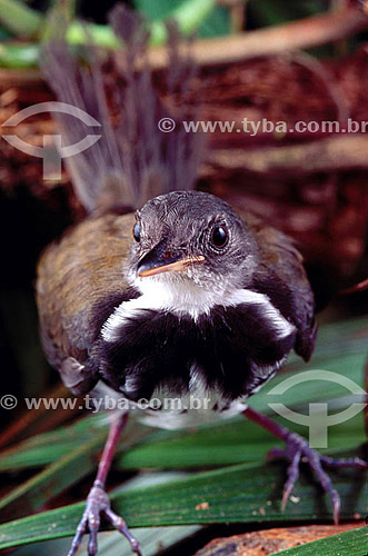  (Corythopis torquata) - Ringed Antpipit -  Amazon Region - Brazil 