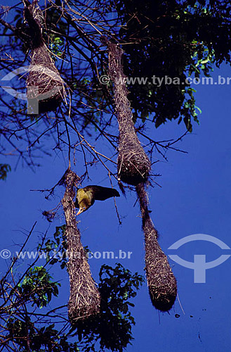  (Psarocolius viridis) - Green Oropendola  - Amazon Region - Brazil 
